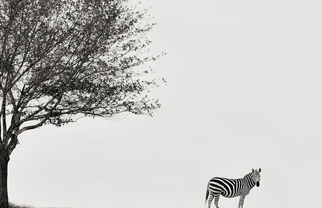 Blue Hills Ranch - Foto 64