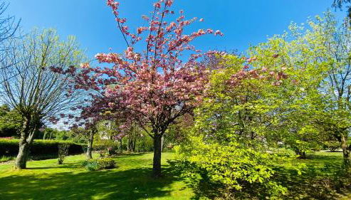 Le tulipier - Foto 5