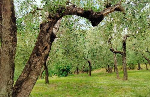 Lombardi Rita - Colle S. Martino - Photo 5