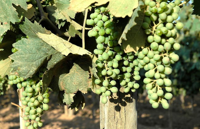 Tenuta Uccellina - Foto 64