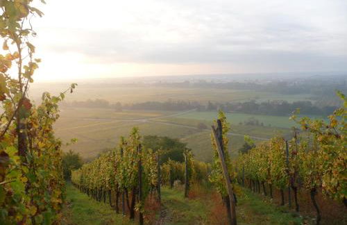 Vignobles Frey-Sohler - Foto 26