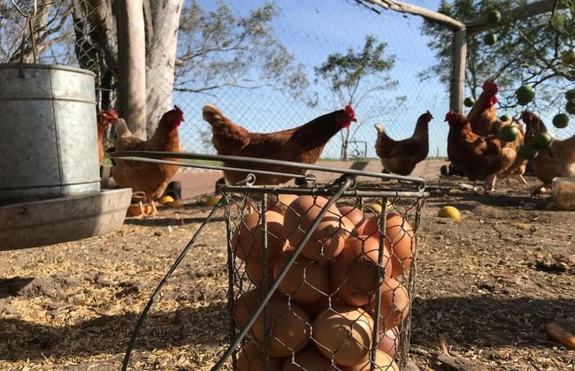 Estancia La Violeta - Foto 53