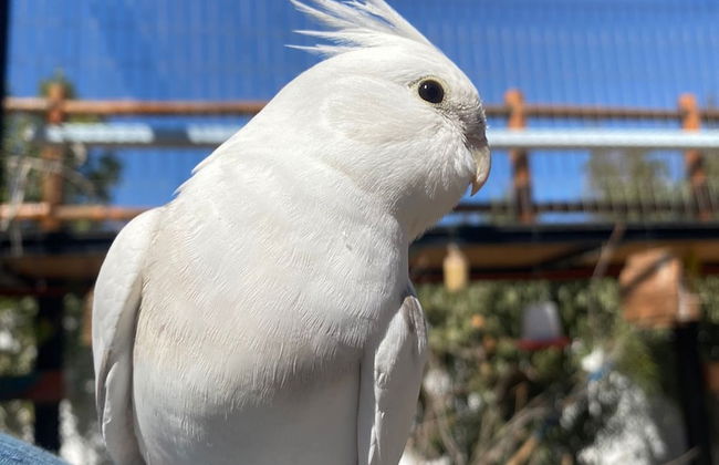 Parcela Los Nonos - Foto 14