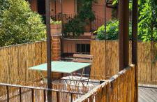 Musa Paradisiaca - Foto 11