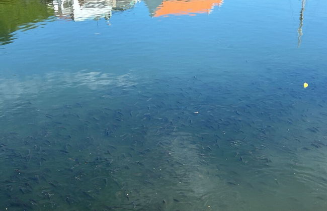 Cozzy Seaview Apartment - Foto 19