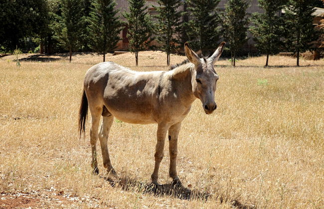 Agriturismo Casa Al Gianni - Foto 55