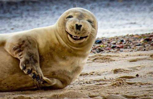 The Beach Hut - Foto 19