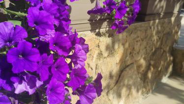 Villa Anthemida Chania - Foto 5, Garden