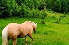 APARTAMENTY z GÓRSKIM KLIMATEM - Foto 67