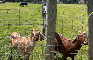 BlockHaven near Legoland, Disney - Foto 49