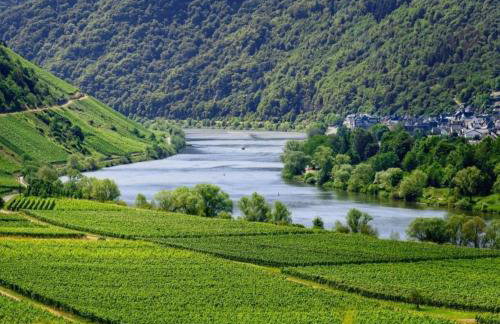 Ferienwohnung 1 Zimmer und Küche in Zell-Mosel - Foto 9