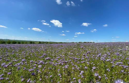 Ferienwohnung Moneblümchen - Foto 23