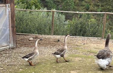House with saltwater pool - Charming in the Douro Valley - Foto 35