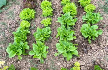 Agriturismo Popolano Di Sotto - Foto 60