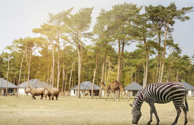 Safari Resort Beekse Bergen - Foto 58