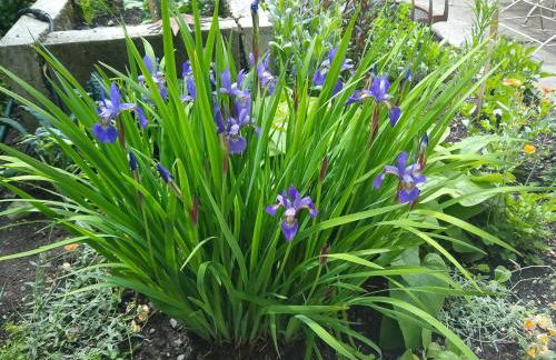 Garden Artist Loft Studio - Foto 24