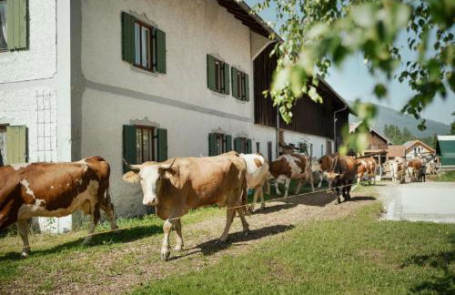 Biohof Dimper - KuhHorn - Foto 19