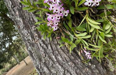 Sitio Recanto Maçussa - Foto 11