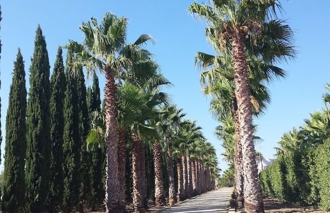 Agrisicilia - Foto 20