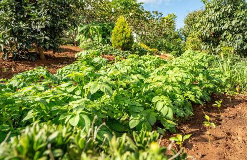 CASA LAZARO, TEGUESTE - Foto 67