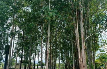 Cabanha Vale do Bosque - Foto 9