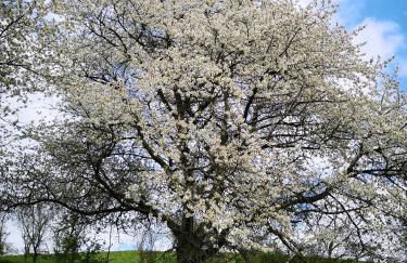 Schrauts Unwesen - Photo 50