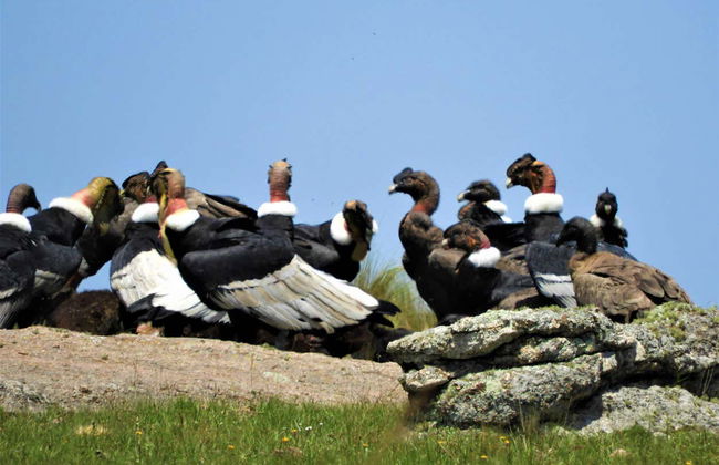 Trekking por el macizo de Los Gigantes - Foto 7