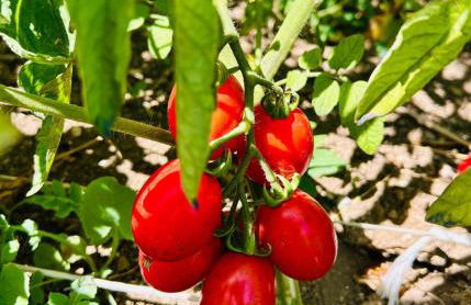 Amalfi Lodge - Foto 33