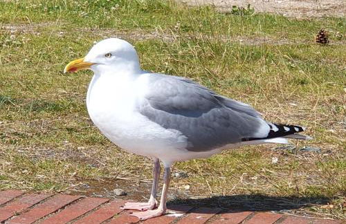 AnkerZeit - Wellnesswohnung in Damp - Foto 36