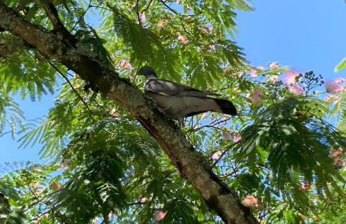 Gite de Claire Fontaine avec vue sur Monflanquin - Foto 20