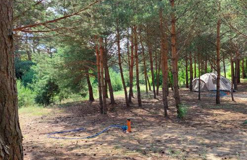 Holenderki na Zielonych Wzgórzach, Łowyń - Foto 24