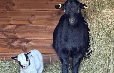 Les Perruchons ancienne grange rénovée avec soin - Foto 58