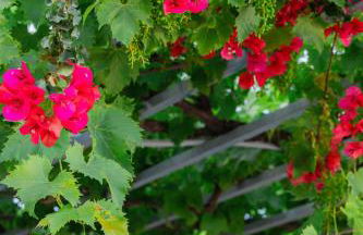 Sunsea Wellness Resort - Foto 70