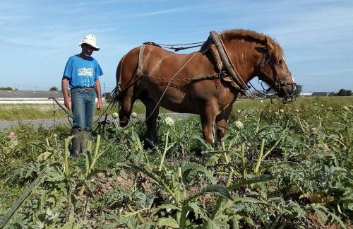 L'écurie Kerdoel - Foto 67
