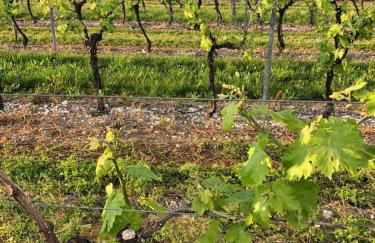 Le Pigeonnier Gite - Foto 38