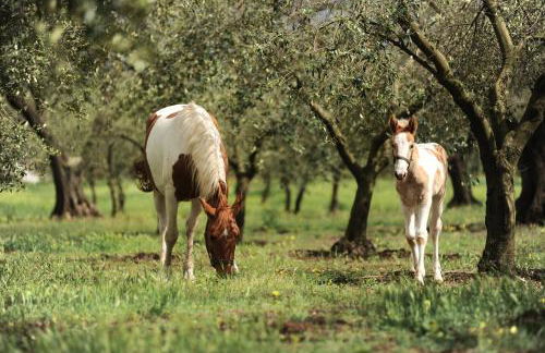 Agriturismo Frantoio Mafrica - Foto 31