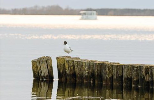 Cozy Apartment In Rechlin With Sauna - Foto 38