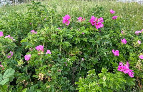 Romantikhütte Winterberg-Willingen - Foto 28