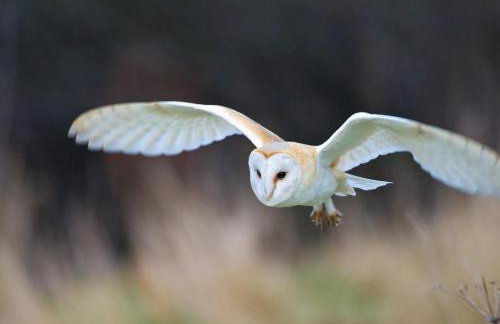 1 Bed in Whitby oc-g0157 - Foto 16