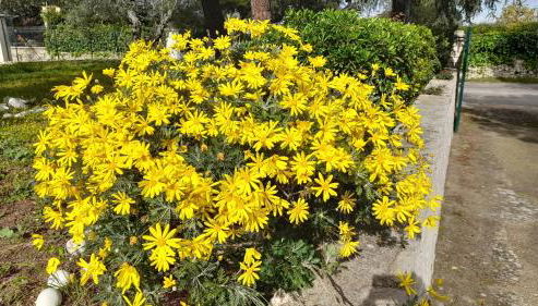 Villa Hakuna Matata - Foto 3, Garden