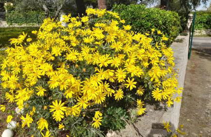 Villa Hakuna Matata - Foto 3