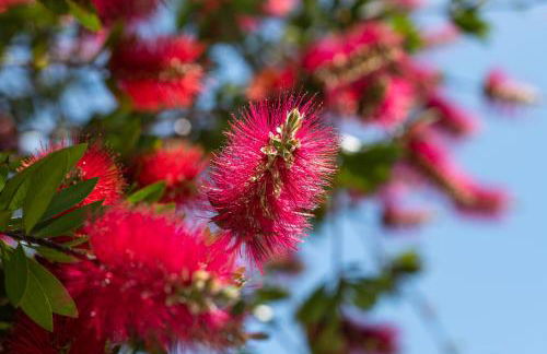 Sete Quintas Country House - Foto 34