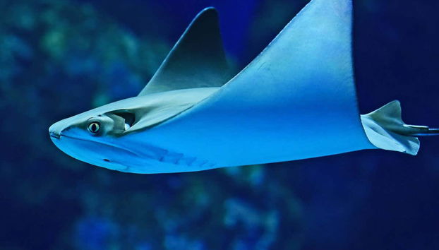 Disfrutando del Acuario de Cairns