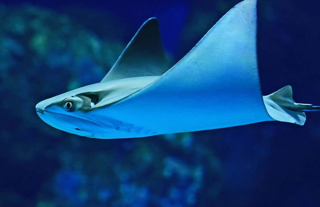 Entrada al Acuario de Cairns - Foto 4