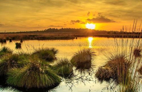 Cherry trees in blossom - Foto 36