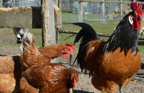 Ferienhof Kluvetasch Appartement Nr 1 - Ostseekrabbe - Foto 16