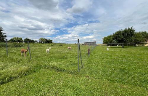 Bauernhof Glamping mit Alpakas und Ziegen - Foto 5