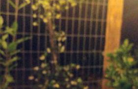 Refúgio Aconchegante em Canela Natureza & Conforto CAN131 - Foto 17