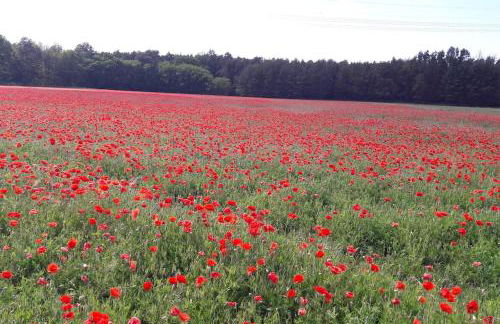 Ferienwohnung Zossen Gästehaus - Foto 16