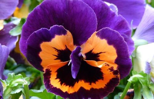 Il Casalone - Foto 49